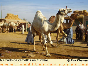 Mercado de camellos en El Cairo