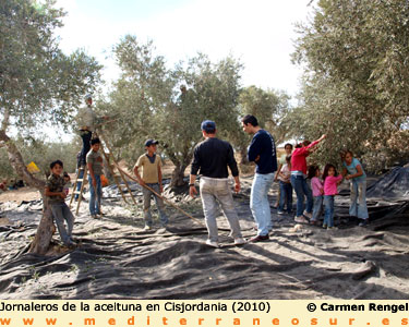 Jornaleros de la aceituna, Cisjordania